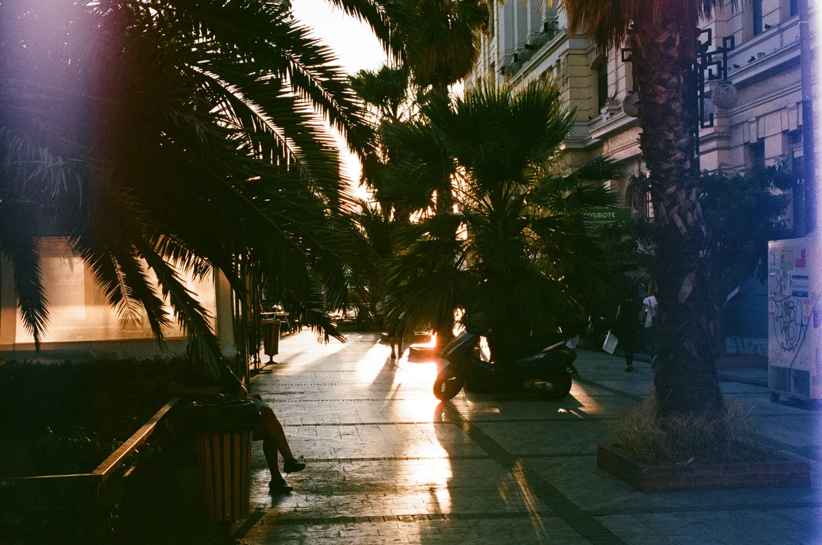 Low sunlight falls across a palm-lined pavement beside buildings.