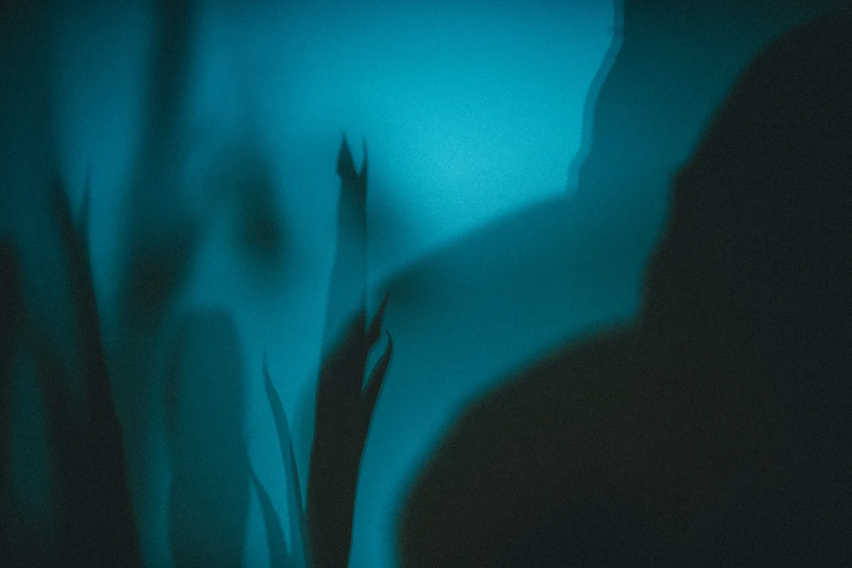 An indistinct human silhouette and plant shadows against a blue surface.