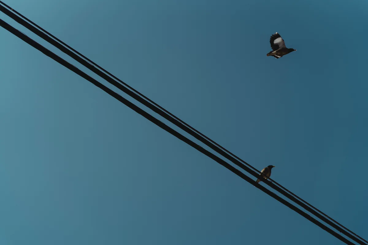 One bird flying above diagonal wires while another remains perched.