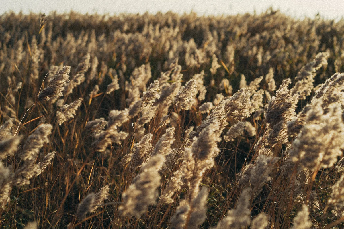 Sunlit seed heads fill a field in warm tones.