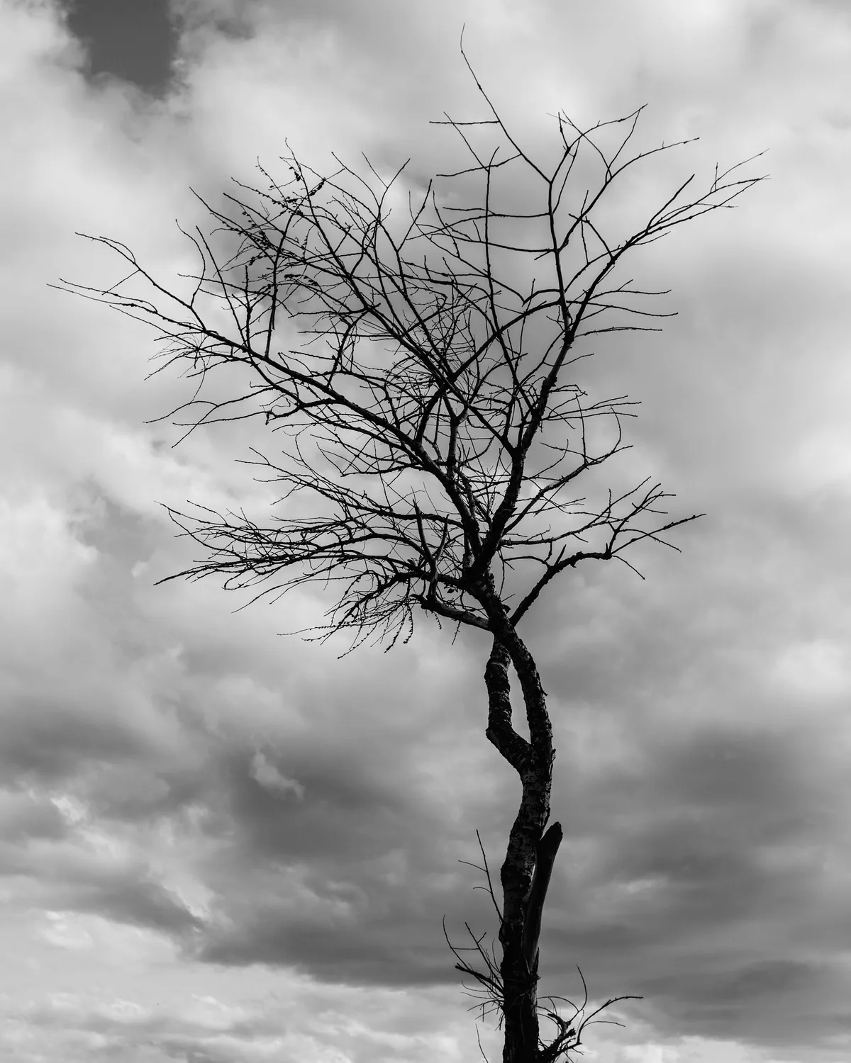 A single bare tree silhouetted against a cloudy sky in black and white.